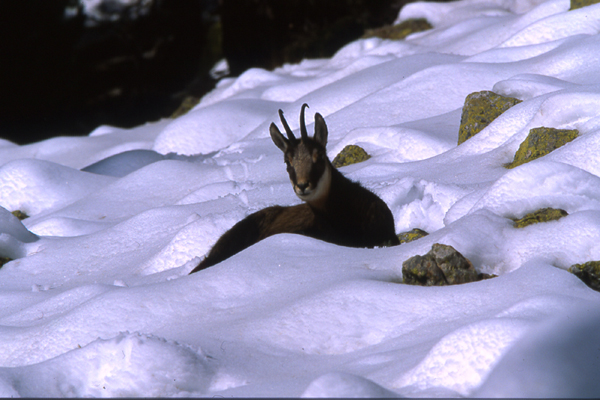 Randonnée Raquettes à neige Mercantour - chamois et son cabri